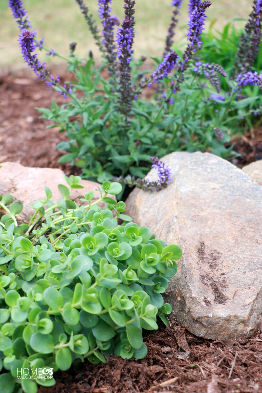 Monrovia Plant Lime Zinger Sedum Home Made By Carmona