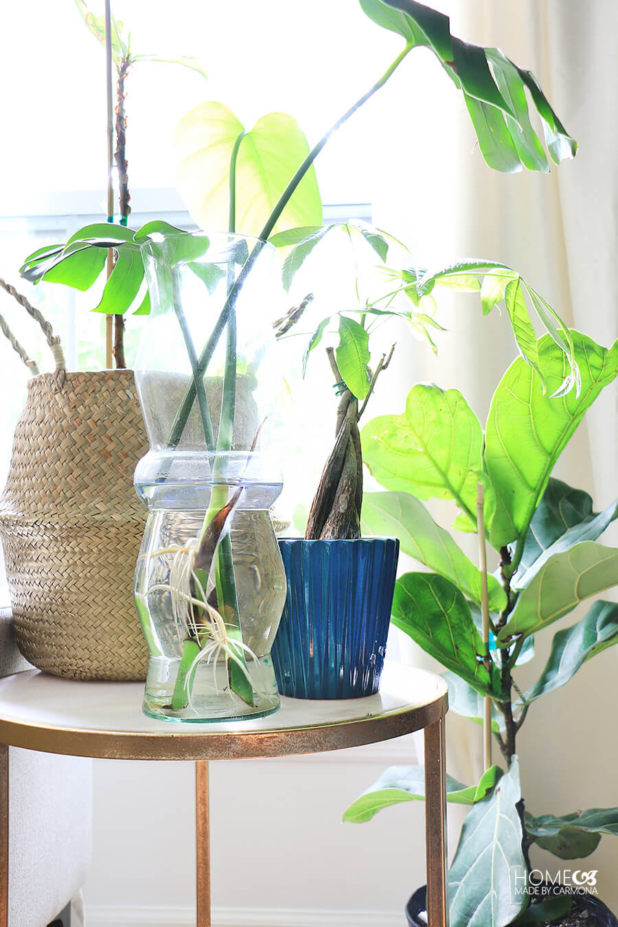 Plantinvasewithroots Home Made By Carmona