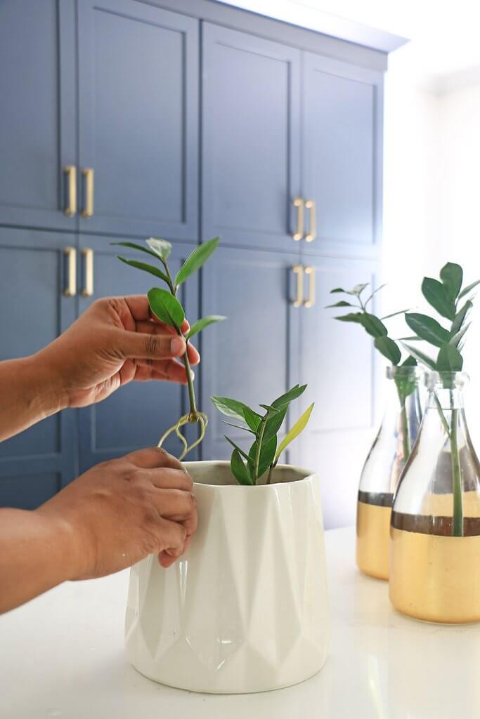 How to Root A ZZ Plant Cutting In Water Home Made By Carmona