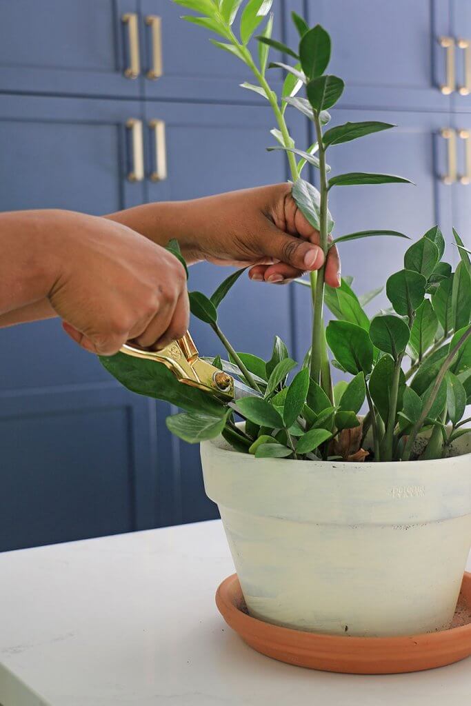 How to Root A ZZ Plant Cutting In Water Home Made By Carmona
