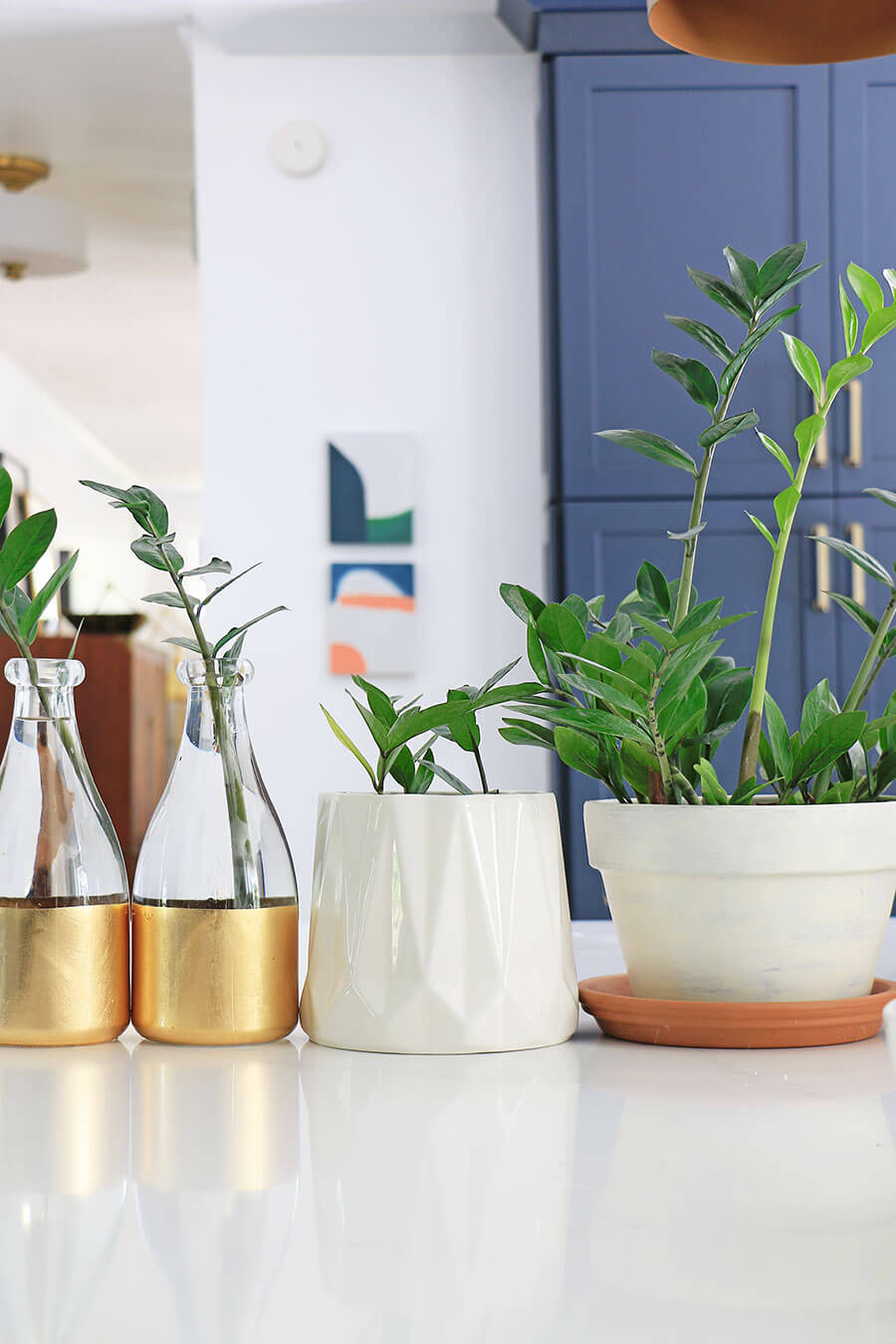 How To Propagate Zz Plant Plant Ideas